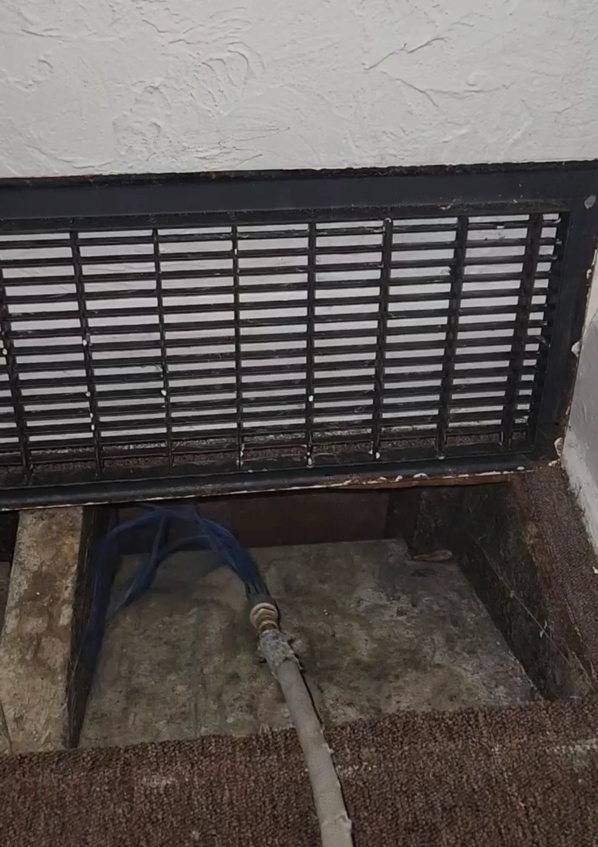 pic of snake with whips 1